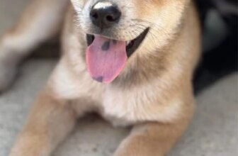 Life Update! {Transitions, Loss and New Found Joy} | Thrifty Decor Chick