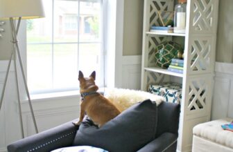 The Easiest Ways to Remove Pet Hair From Furniture | Thrifty Decor Chick